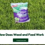 Read more about the article How Does Weed and Feed Work?