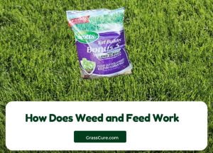 Read more about the article How Does Weed and Feed Work?