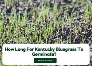 Read more about the article How Long For Kentucky Bluegrass To Germinate?