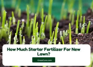 Read more about the article How Much Starter Fertilizer for New Lawn?