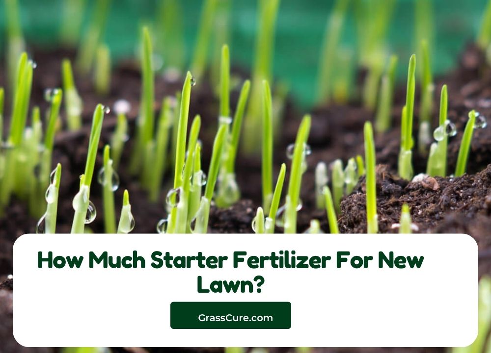 You are currently viewing How Much Starter Fertilizer for New Lawn?