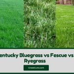 Read more about the article Kentucky Bluegrass vs Fescue vs Ryegrass