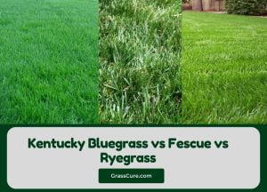 Read more about the article Kentucky Bluegrass vs Fescue vs Ryegrass