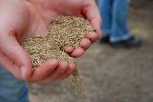 Read more about the article Best Cool Season Grass Seed