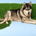 best fake grass