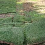 Best Shade Tolerant Bermuda Grass: Thrive in Low Light