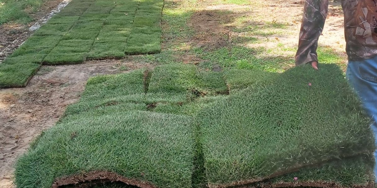 Best Shade Tolerant Bermuda Grass: Thrive in Low Light