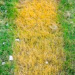 Best Treatment for Brown Patch in Lawn: Expert Solutions