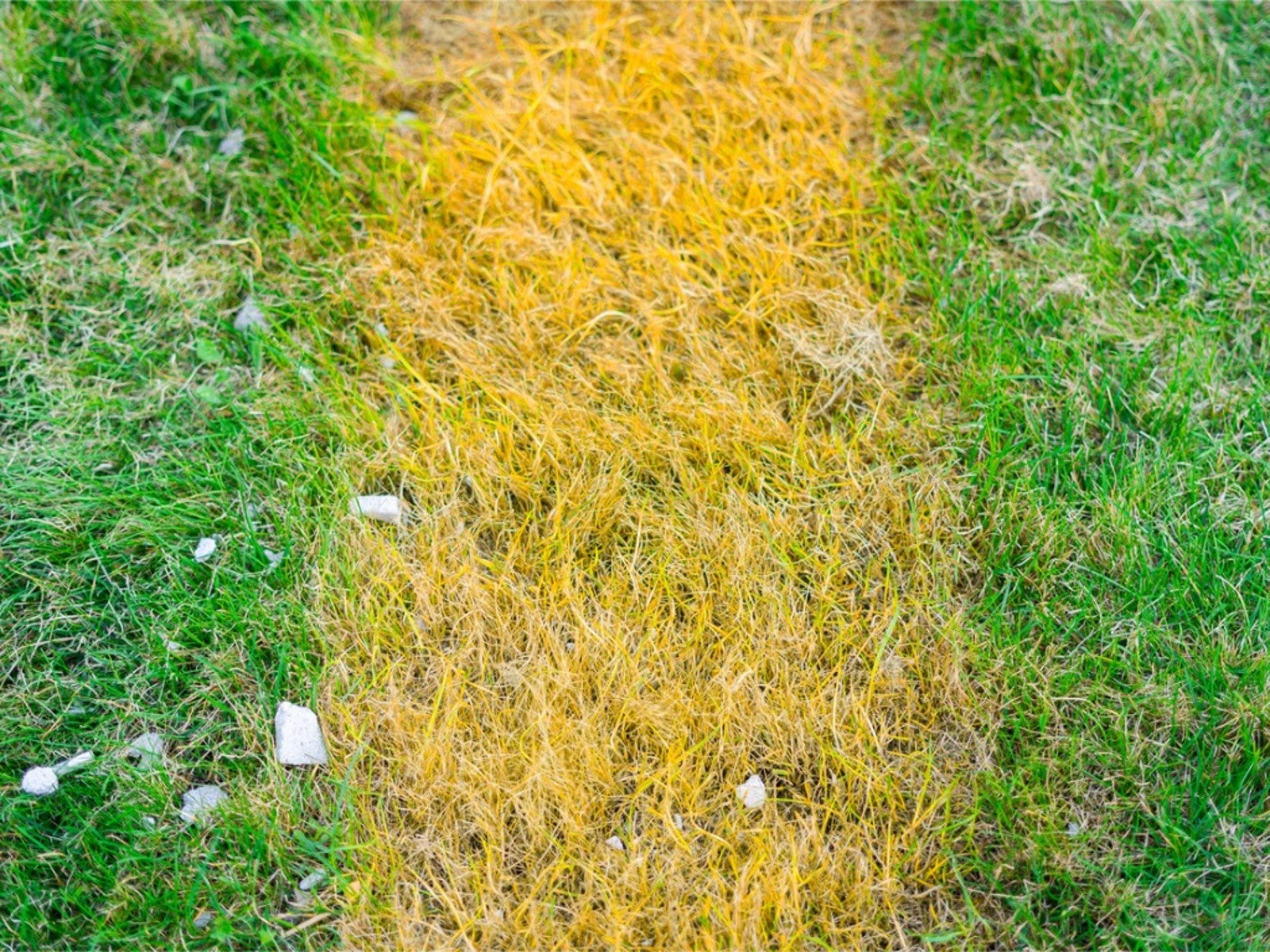 Best Treatment for Brown Patch in Lawn: Expert Solutions