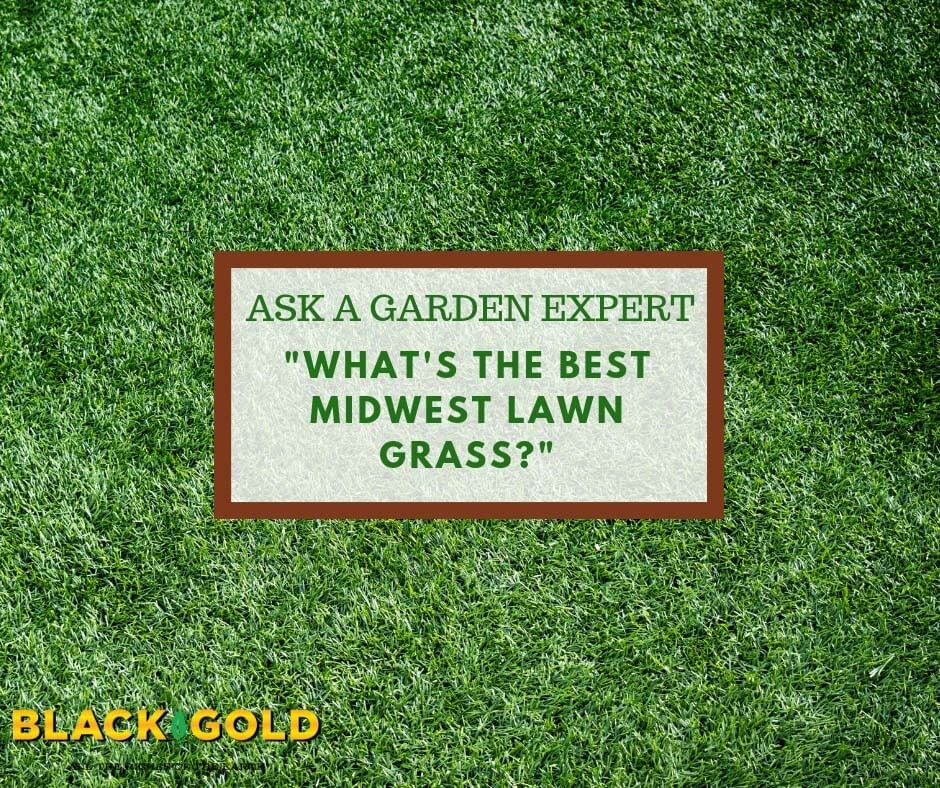 What Grass Seed Should I Use in the Mid West: Expert Tips