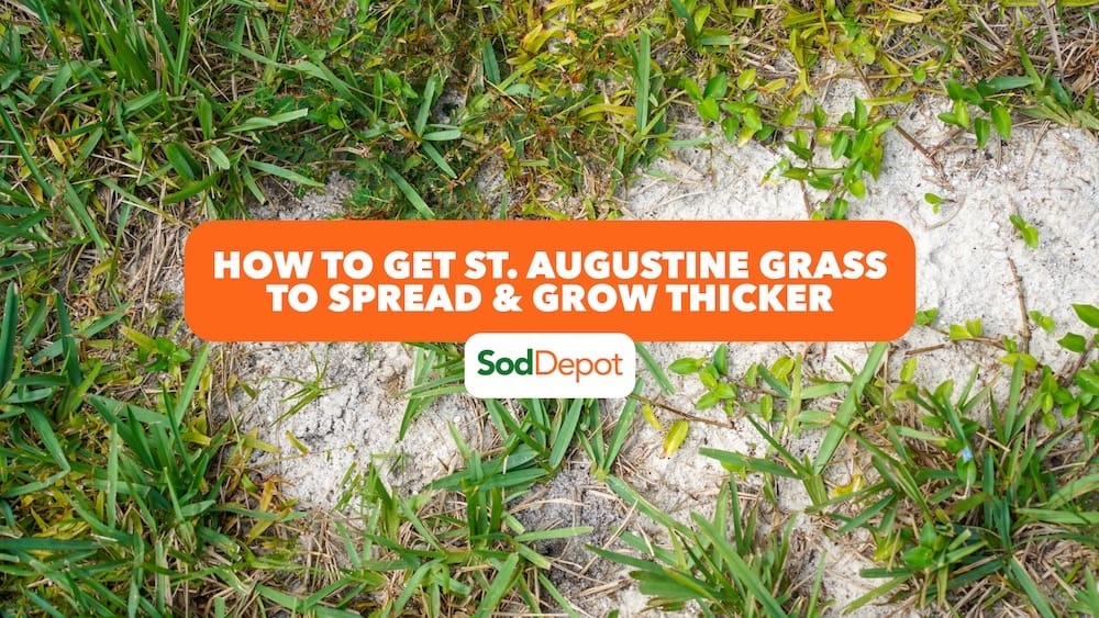Best Topsoil for Grass: Boost Growth Instantly